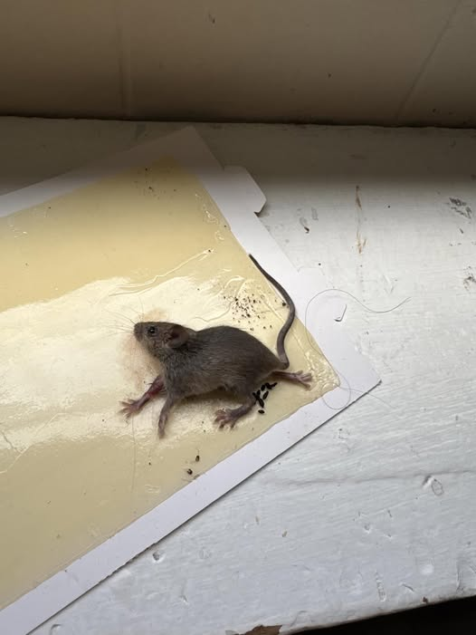 rodent removers